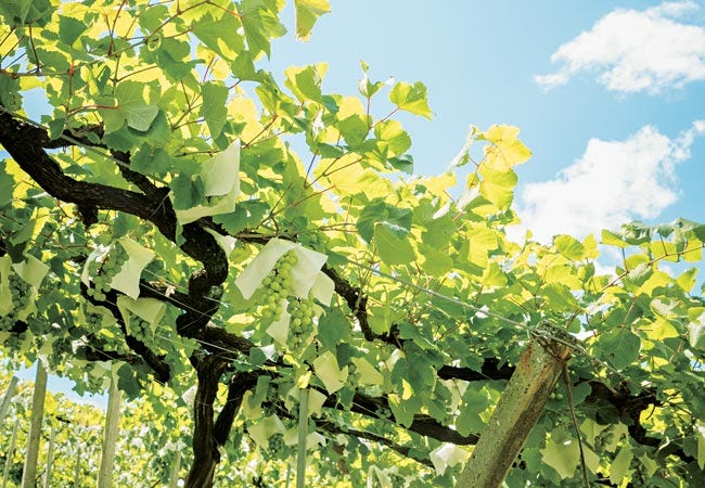 山梨でぶどう狩りを楽しもう。ドライブやレジャーに最適なぶどう狩り農園スポットaini magazine