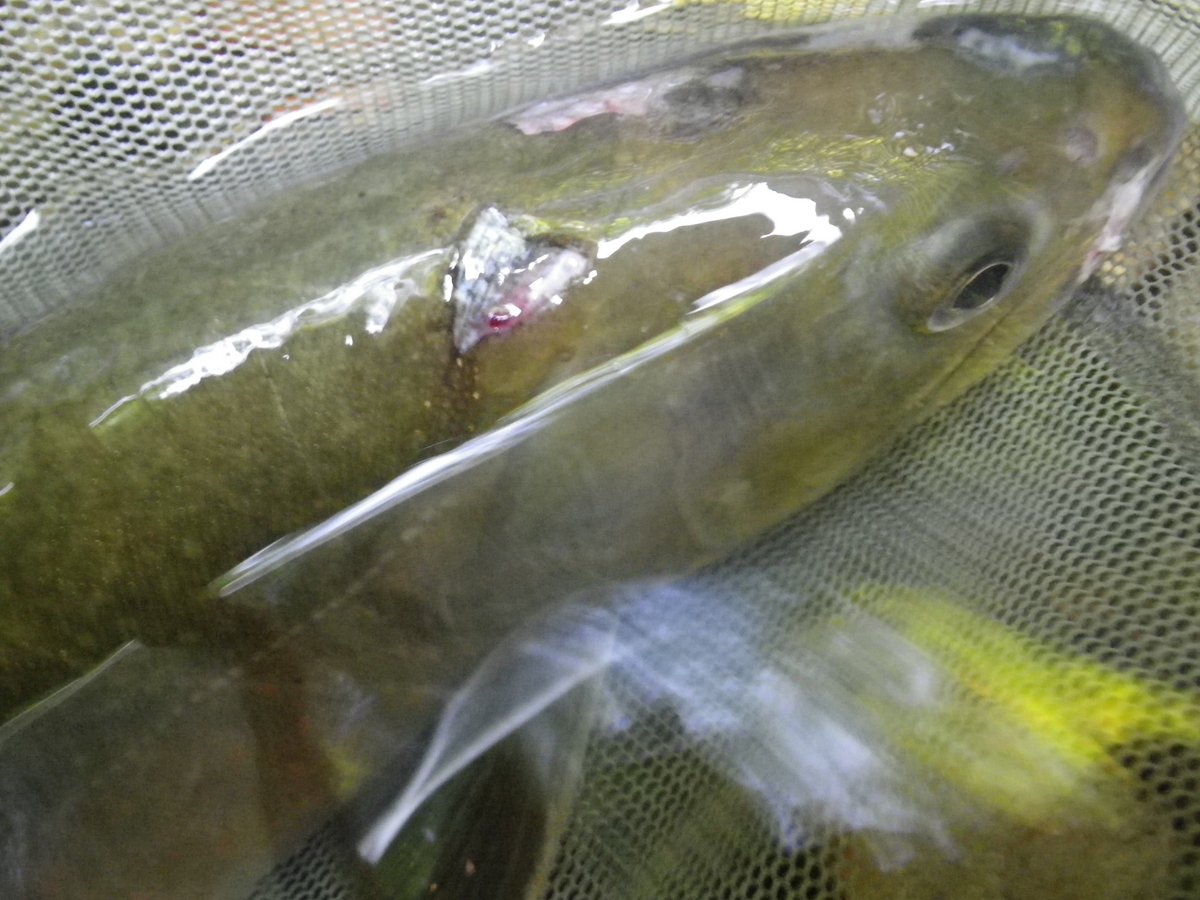 上高地 バス釣りTikTok