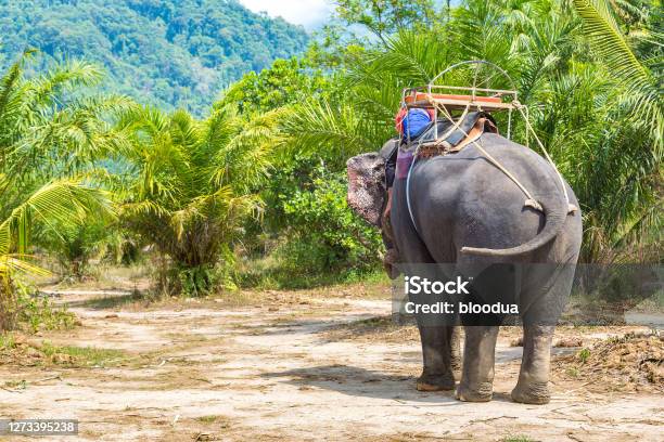 世界で一番行きたい国No1のスリランカにたくさんの象が！？ - Tripa トリパ