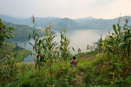 プランテーション農業の特徴とは？分布もモノカルチャー経済の問題点もわかりやすく解説！受験地理短期マスター塾