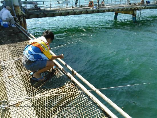 豊浜釣り桟橋の釣りポイントと攻略法おすすめのトリックサビキと仕掛け釣りGOOD 超特化 東海・北信越の釣り情報＆釣具レビュ