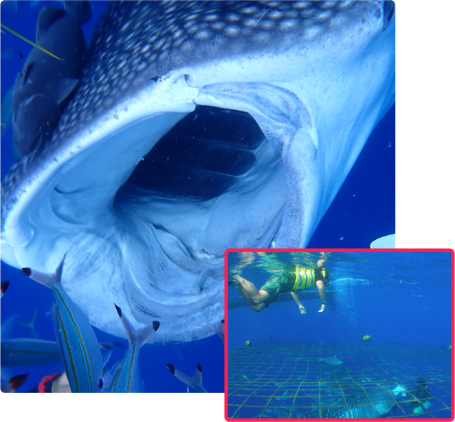 ジンベエザメシュノーケルトップマリン残波店