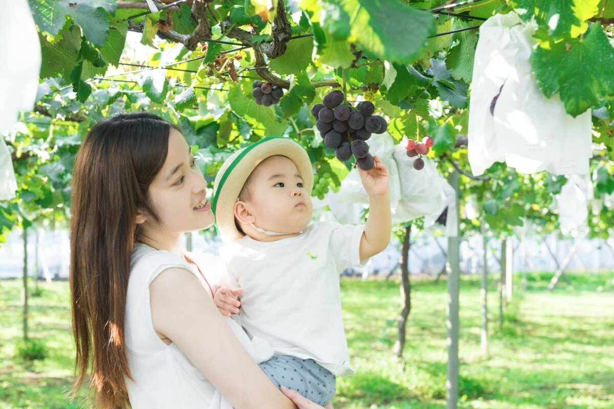 山梨・勝沼のぶどう狩り・桃販売専果園 公式