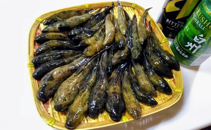 神奈川県のおすすめハゼ釣り場 鶴見川潮鶴橋周辺、相模川河口全国おすすめ釣り場