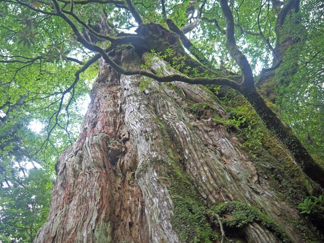屋久島をマウンテンバイクで走ろう！鹿児島の観光・旅行All About