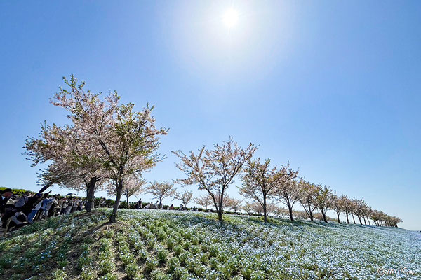 大阪まいしまシーサイドパーク アクセス・営業時間・料金情報 -