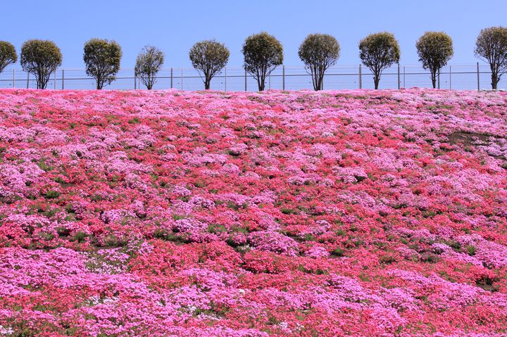 一面が春色に染まる！群馬にある
