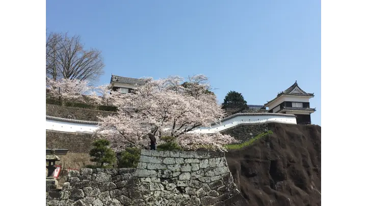 臼杵市観光協会臼杵城跡🌸桜 ※4 4午後撮影 臼杵城址桜まつり開催中！