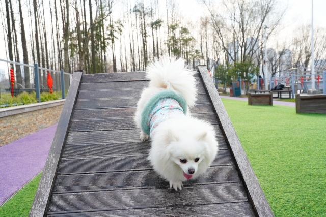 東海 ペットと泊まれるグランピング施設愛犬家必見の人気スポットを大公開