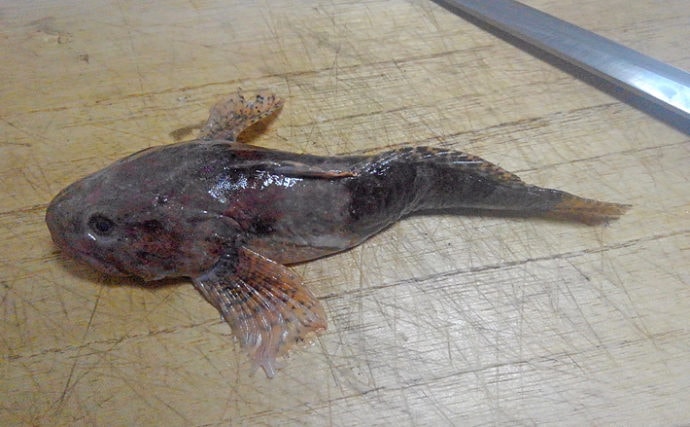 あられがこ出汁醤油セット 醤油 セット あられがこ 出汁