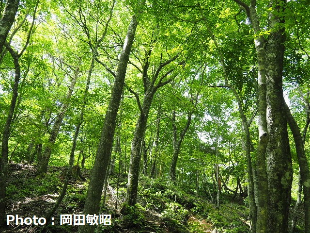 終了 パーソナル山行「八経ヶ岳・鐵山尾根」 6月28日～29日 中・上級者向け