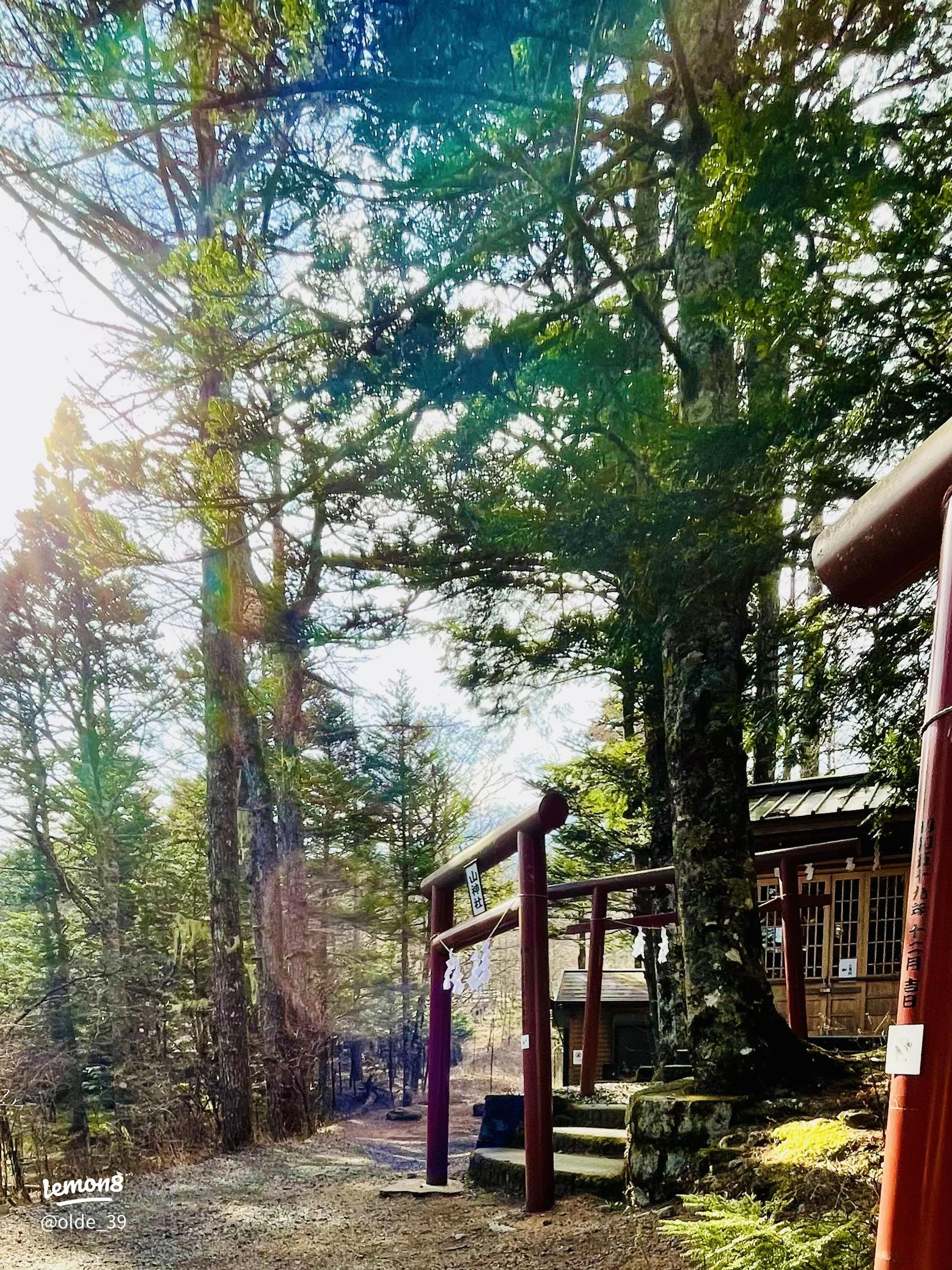 新屋山神社奥宮の御神木 写真素材973362- フォトライブラリ