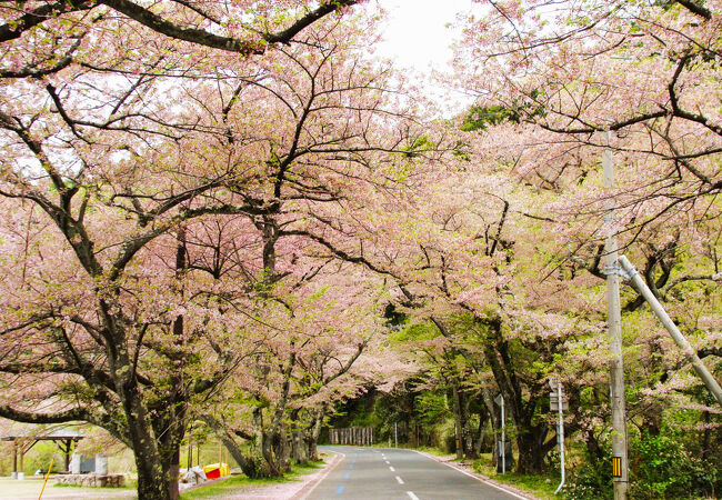 海津大崎 の周辺スポット・アクセス・口コミ -