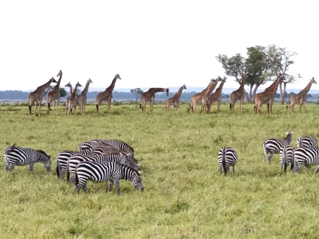 アフリカ・ケニアで「野生動物とマサイの世界に暮らす」 ーサバンナツアーのご紹介！ーWildlife Ventures