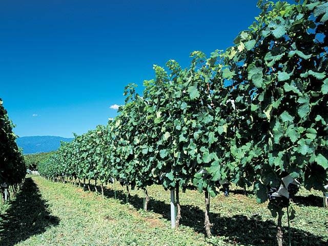 勝沼ぶどう郷に7年通った筆者がおすすめのぶどう狩りを伝授！SPOT