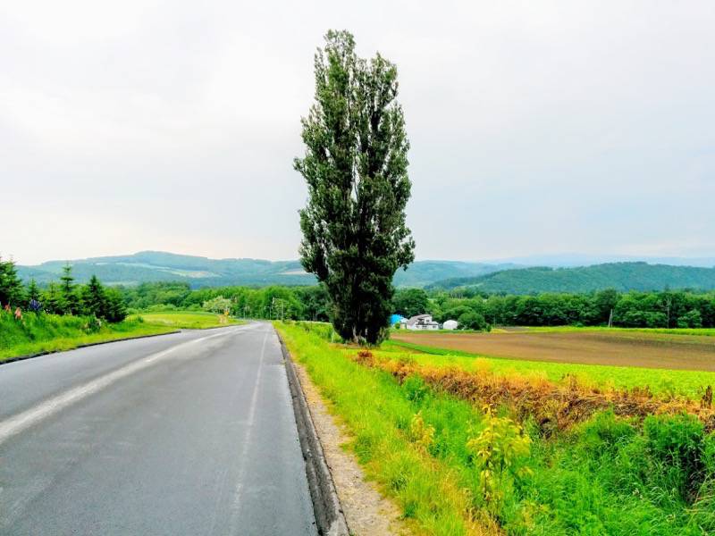 ケンとメリーの木」の由来は？北海道・美瑛のユニークな6本の木ZEKKEI Japan