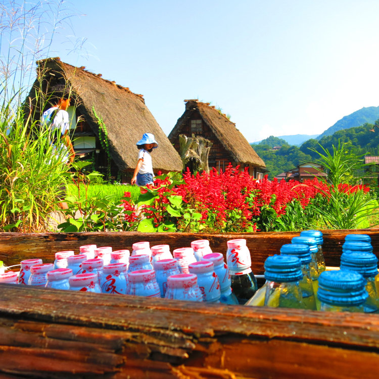 白川郷荻町合掌造り集落 暖かくなって用水路のニジマス&鯉が 泳ぎだしました｡