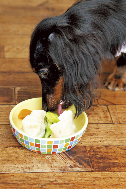 愛犬お宿伊豆高原♡犬用ちらし寿司ビュッフェ③朝ごはん編もちきんちゃくの株主優待と福袋でHAPPYライフ