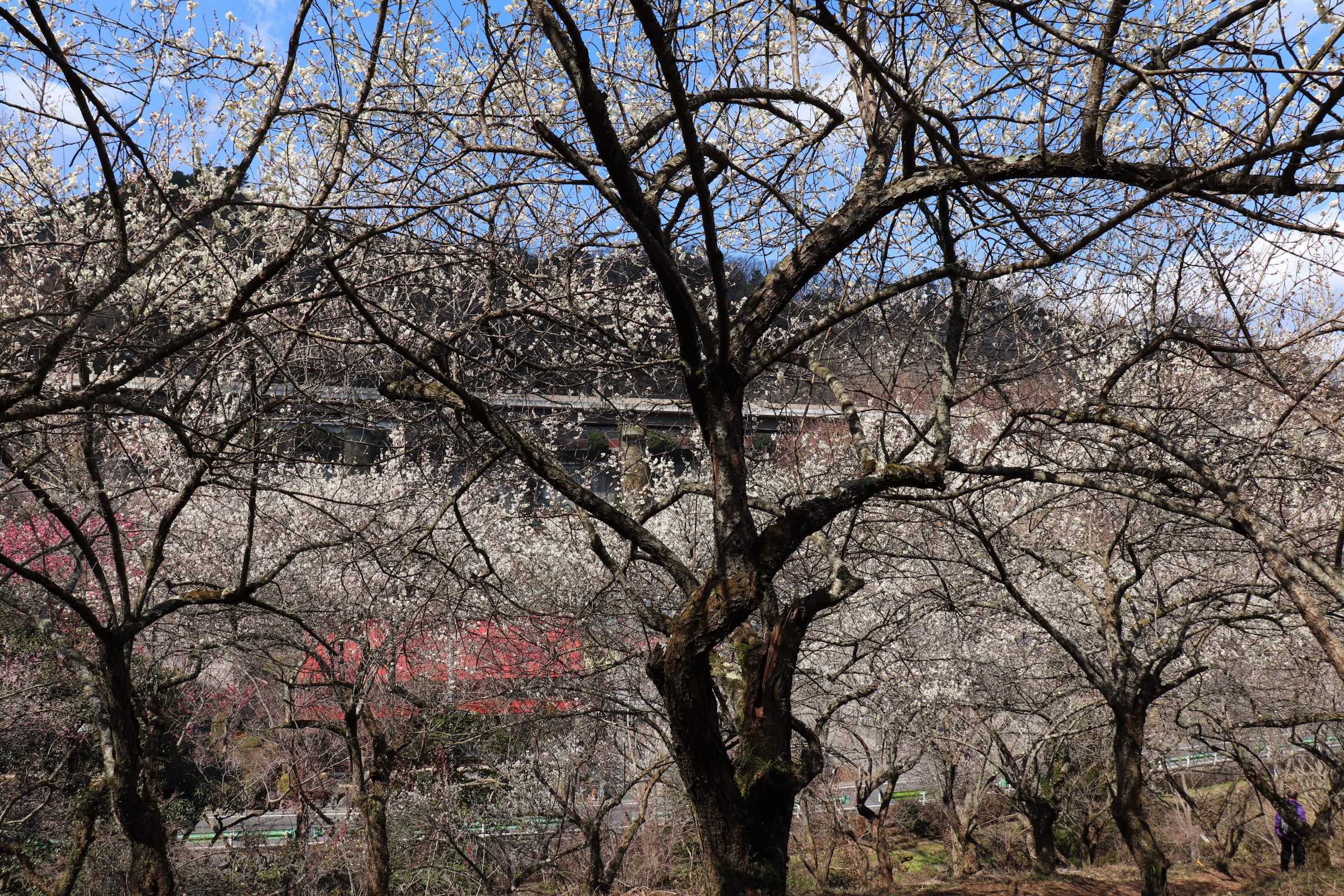 高尾梅郷梅まつり - 裏高尾に点在する梅林を巡り散策。木下沢梅林は必見！イベント高尾山マガジン