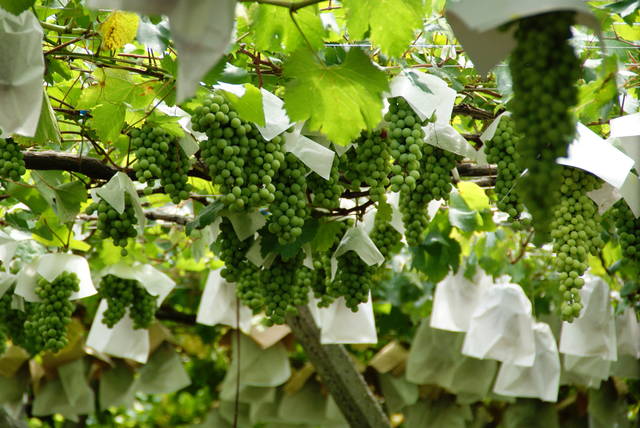 勝沼ぶどう郷 クチコミ・アクセス・営業時間勝沼・塩山 フォートラベル