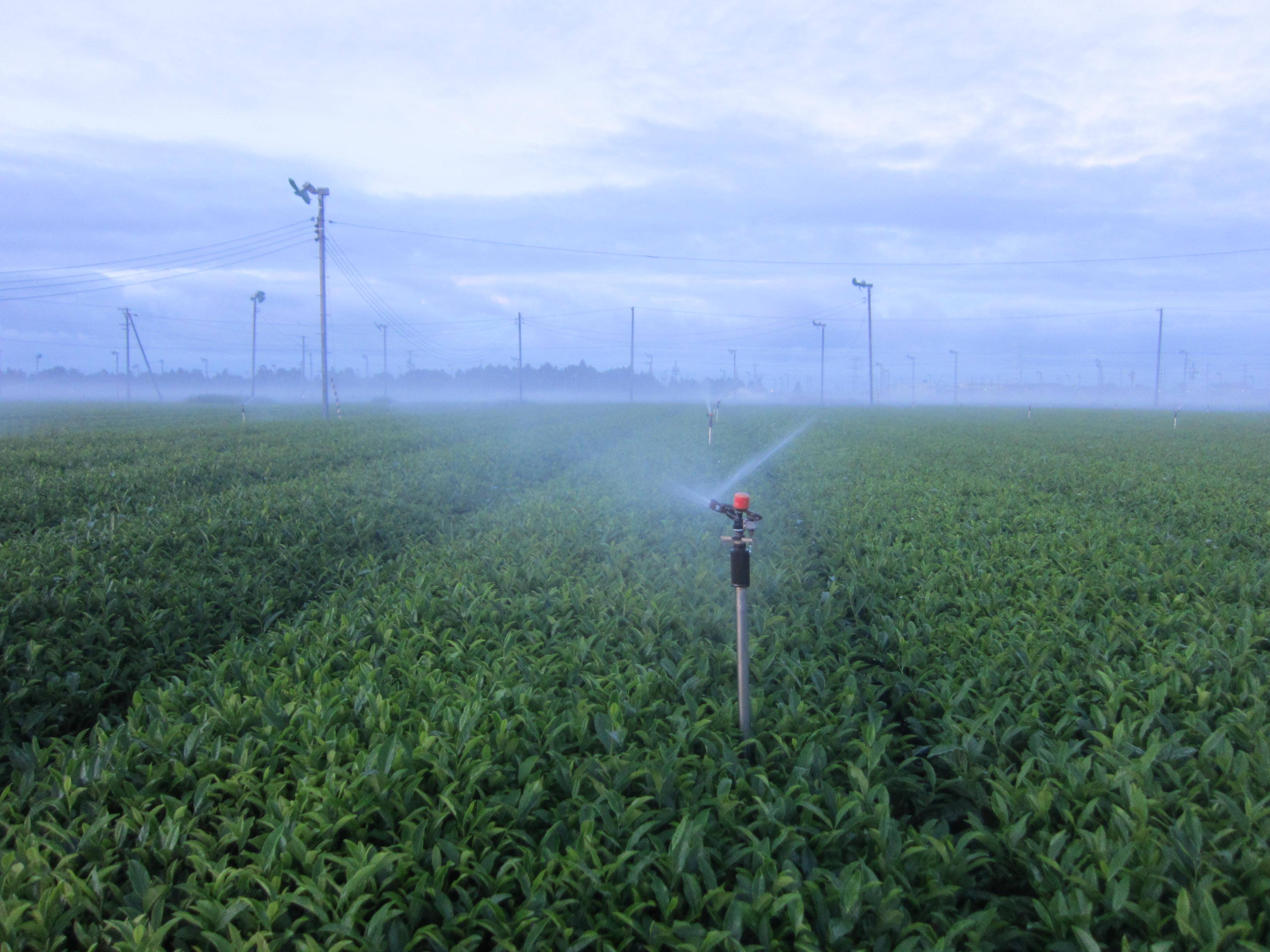 SAMURAI teafarm 牧之原山本園