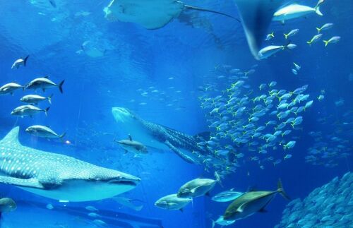 ジンベエザメと泳ぐ沖縄本島 旅行の観光・オプショナルツアー予約 VELTRA