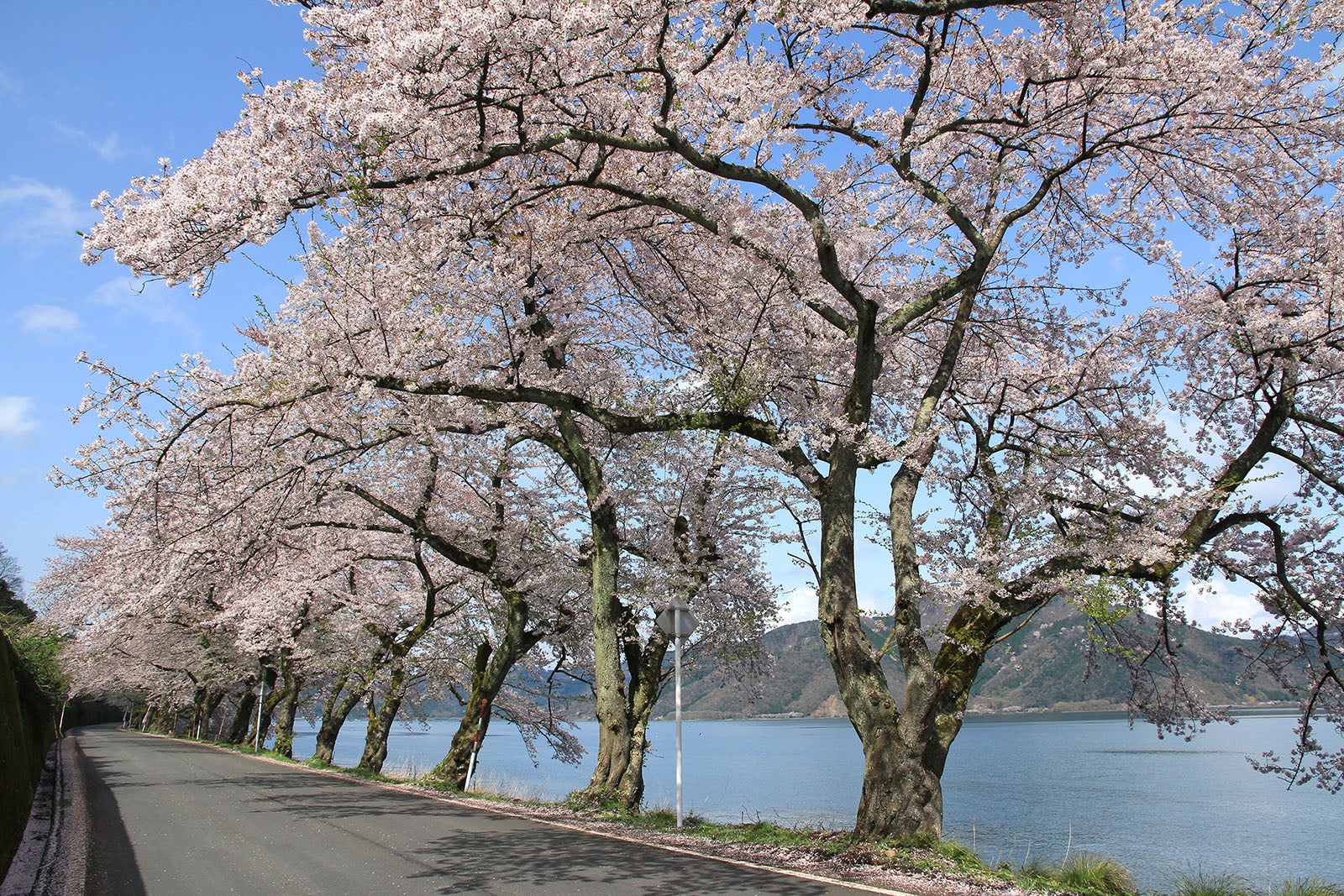 琵琶湖と桜の絶景コラボ！ドライブしながら楽しめる『海津大崎の桜』で春満喫 - しがトコ