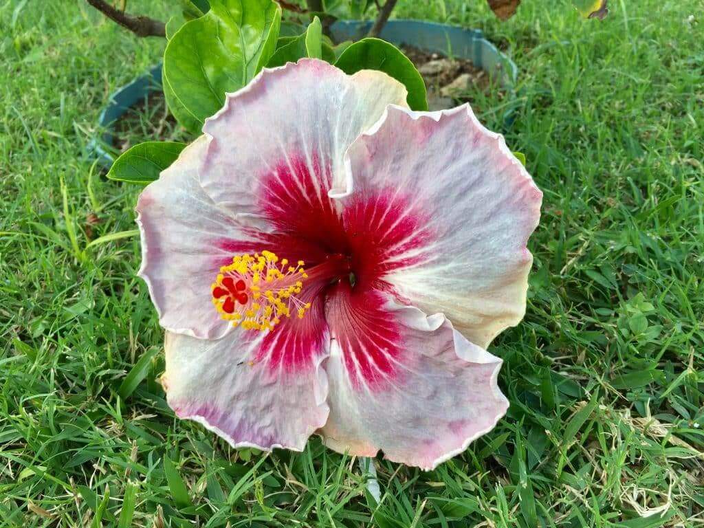 冬のハワイ、カウアイ島〜ヒンデゥー寺院、オーガニックファーマーズマーケットDance Miracles