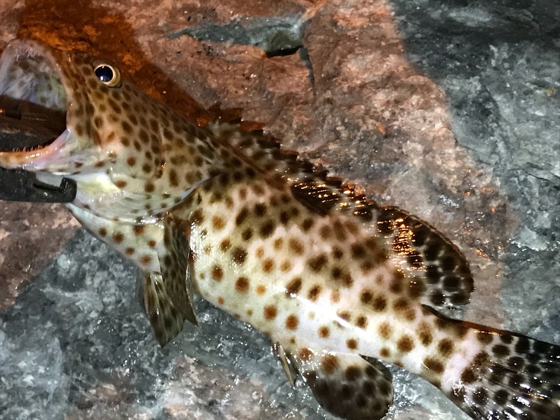 沖縄 ミーバイ 陸っぱり 釣り・魚釣り釣果情報サイト