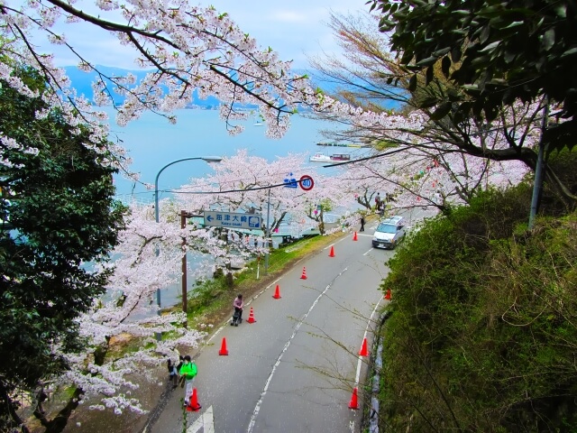 海津大崎の桜 滋賀県 高島市 - ～アラカンからのサイクルライフ～
