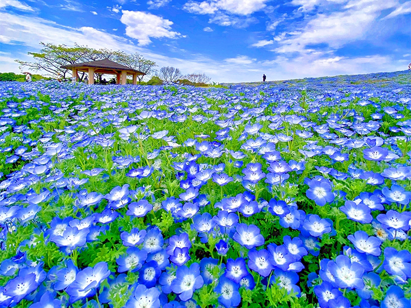 福岡の人気のインスタ映えスポット TOP10 –