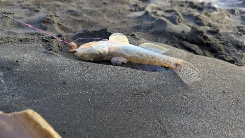 夷隅川河口で釣れたハゼの釣り・釣果情報 - アングラーズ釣果600万件の魚釣り情報サイト