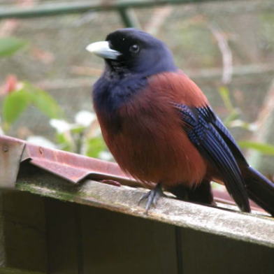奄美大島 龍郷町の民泊・ゲストハウス『奄美すけがちの宿』 施設案内