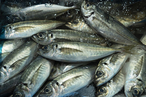 釣った魚の保存方法あした、釣りいこ! 通信