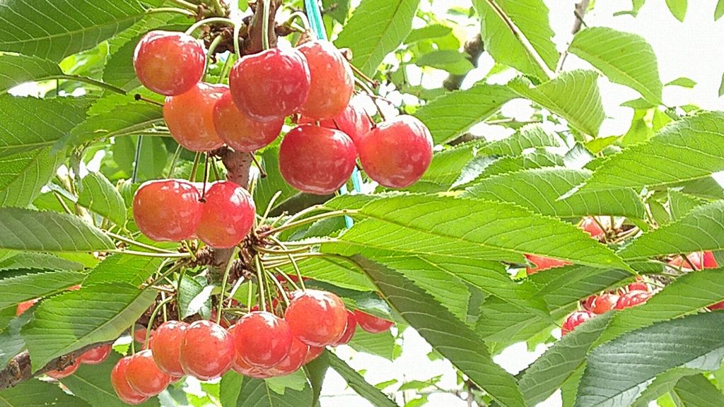 南部町の観光農園、サクランボ狩り始まるなびたび北東北