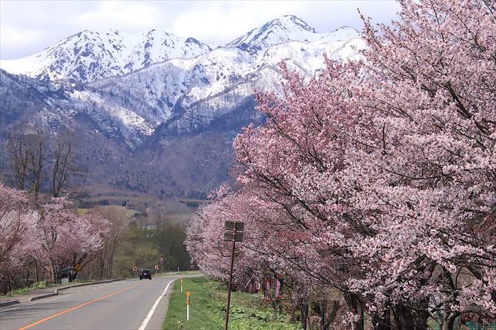 東京工業大学基金「さくら並木キャンペーン」への寄附で桜の苗木を植樹、寄附者の銘板を設置東工大ニュース東京工業大学