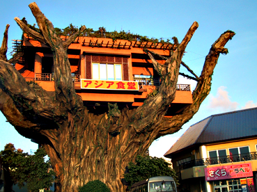 カフェがじゅまるの木 がじゅまるの木が出迎えてくれる、住宅街にたたずむ素朴なカフェで癒されてきた♪ - イザ☆コザ