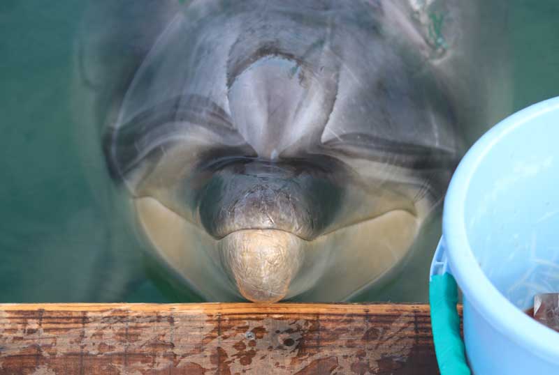 公式SNS天草パールガーデン ＆ 海中水族館シードーナツ