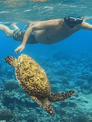 シリーズ：モルディブで、サステナビリティーについて考えた 第4回- 国連広報センター