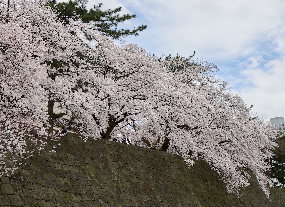わたしのふるさと便：お国トリビア 福井県 石垣と堀に名残、荘厳「葵城」毎日新聞