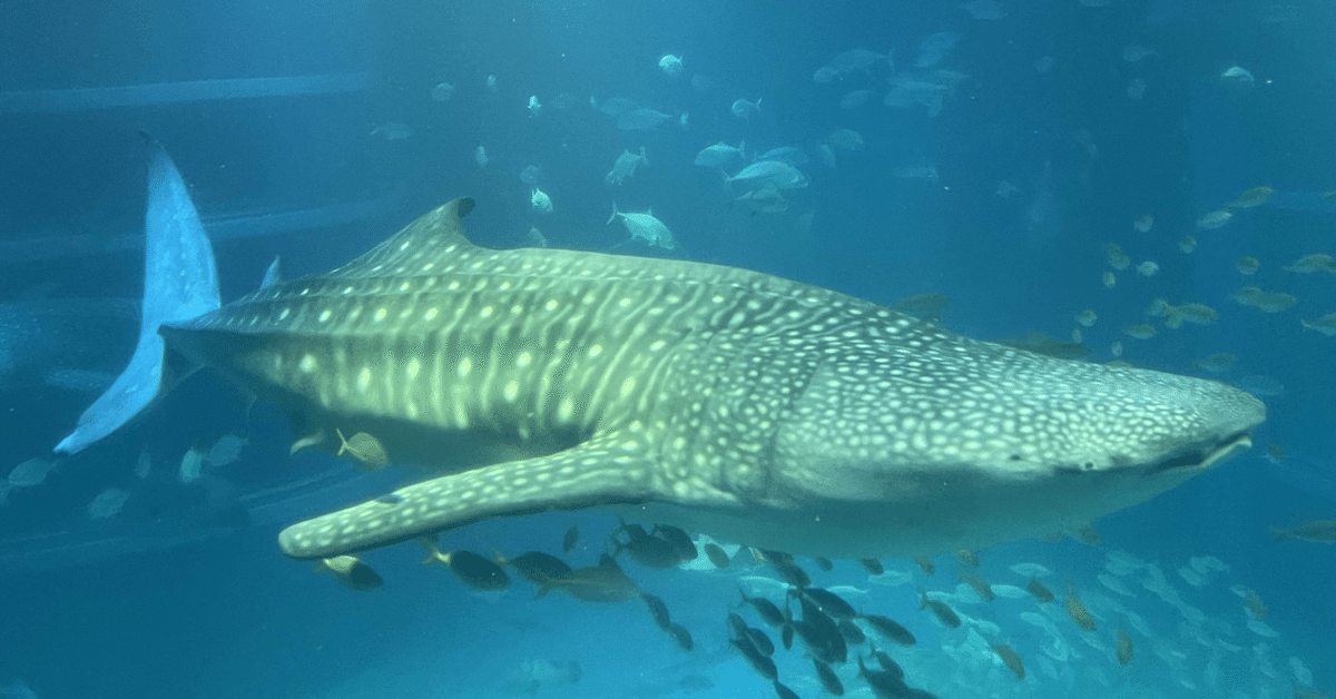 沖縄美ら海水族館の大水槽で泳ぐジンベエザメの写真素材35346024- PIXTA