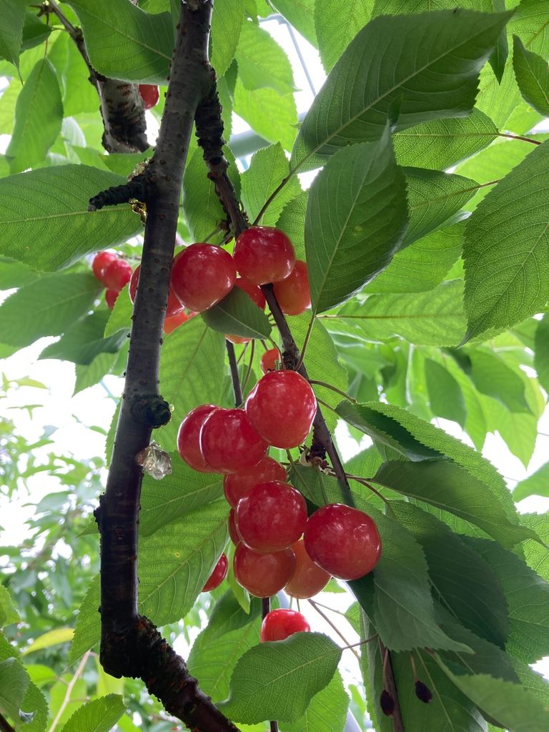 南部町さくらんぼ狩りスポット・体験 公式 青森県観光情報サイト Amazing AOMORI