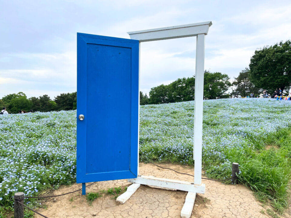 国営昭和記念公園内駐車場北地区の紅葉 25397016115 の写真・イラスト素材アマナイメージズ