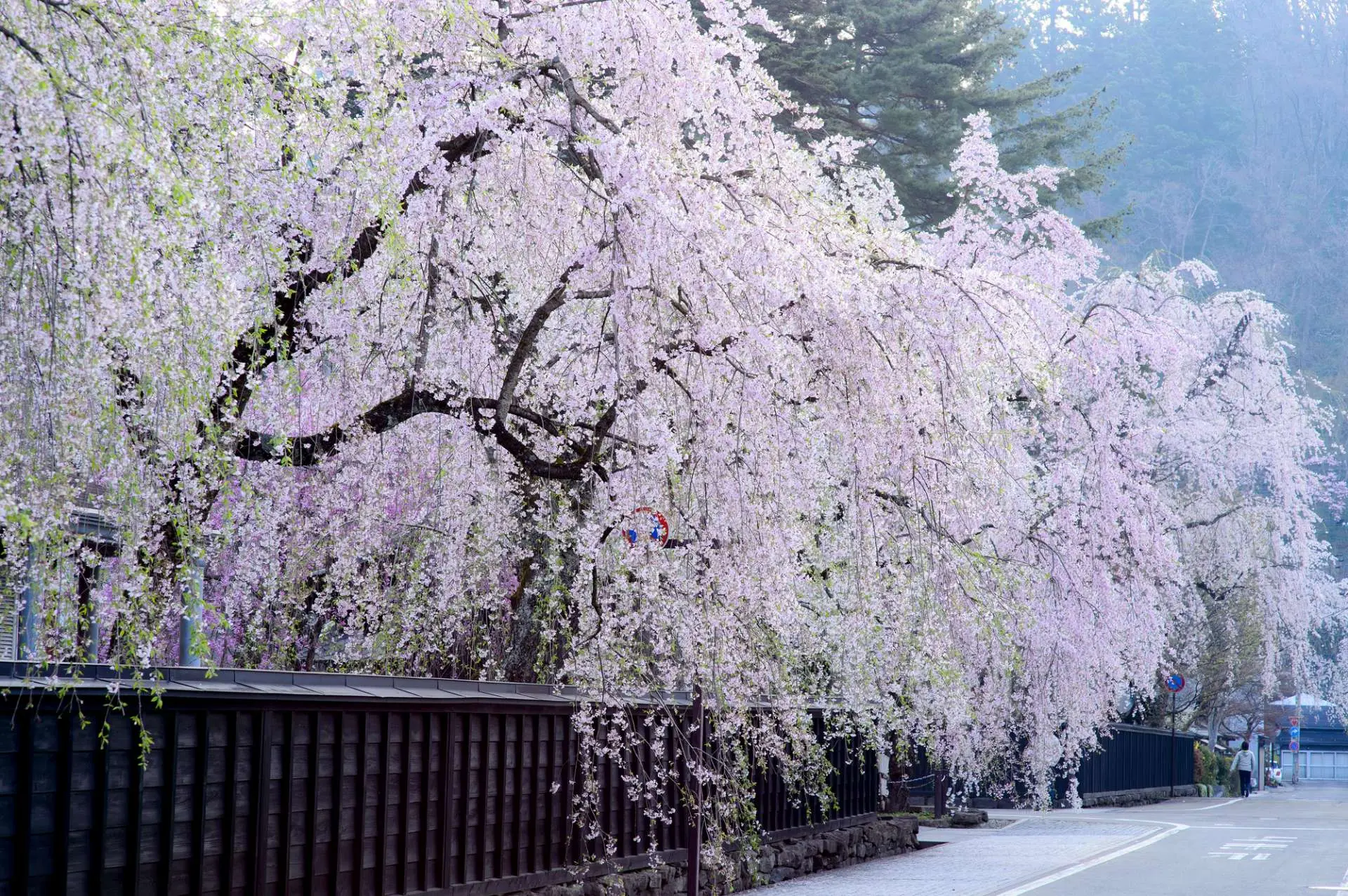 東北三大桜名所「弘前さくらまつり」：城と桜の共演を楽しむnippon.com