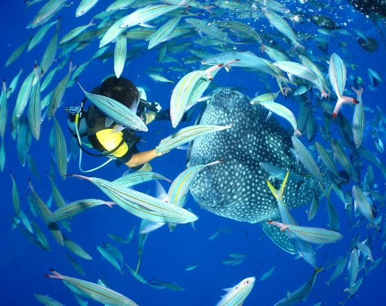 ジンベエザメと泳ぐ沖縄本島 旅行の観光・オプショナルツアー予約 VELTRA ベルトラ