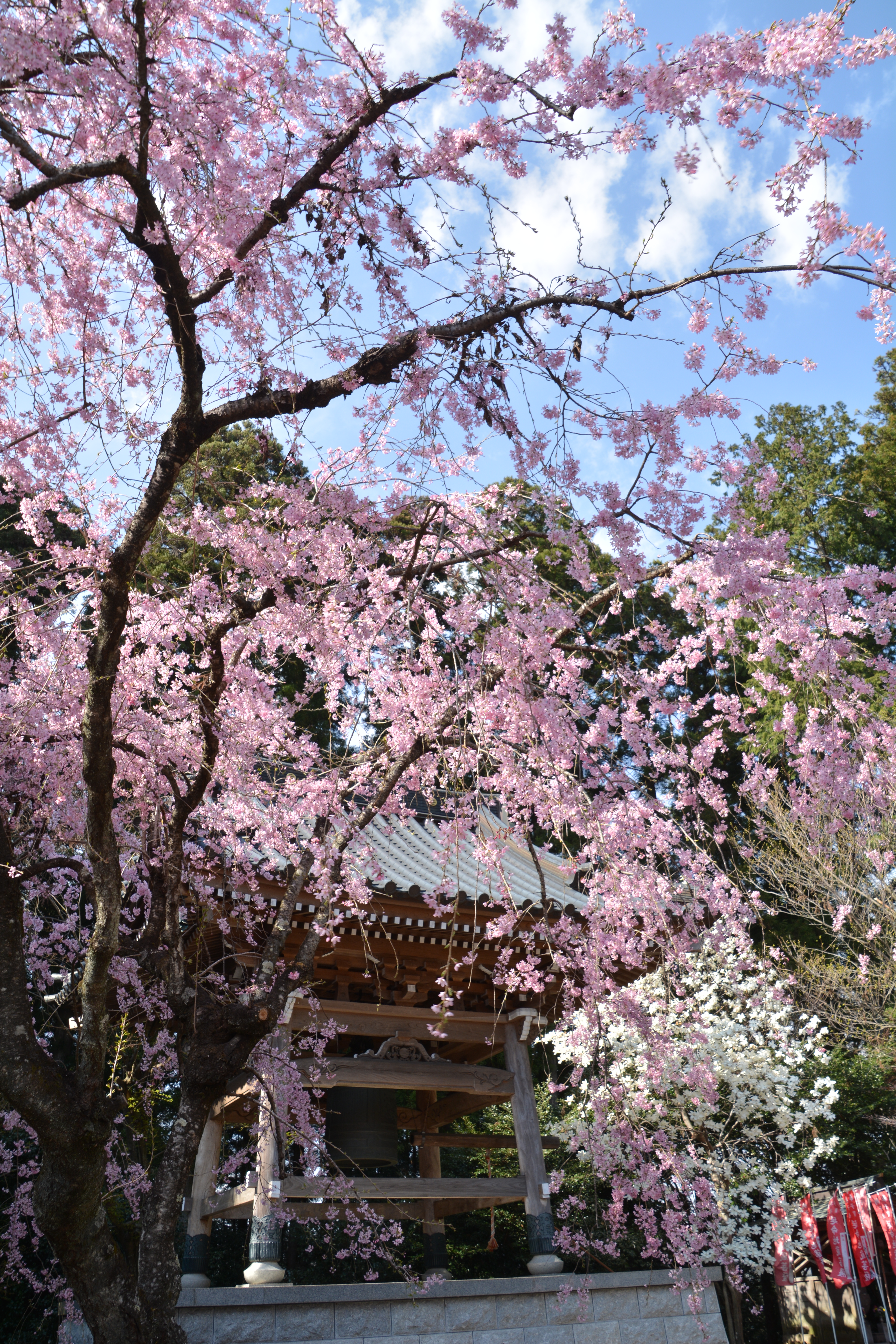堺市 月蔵寺日月園 Under