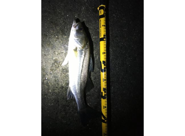 鶴見川河口域で釣る。 - ヘチ釣り 横浜の鶴見川にて