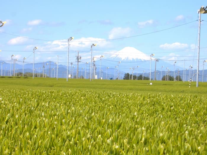 牧之原山本園茶園紹介和紅茶専門店レインブラントティ