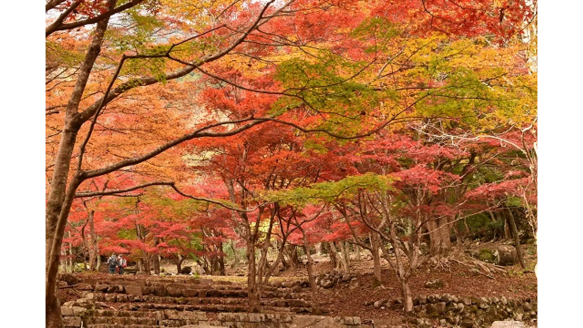 白滝公園 大洲市子供とお出かけ情報「いこーよ」
