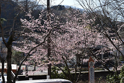 高尾山の梅の楽しみ方ガイド 登山と観梅を120%満喫しよう！GOOD LUCK